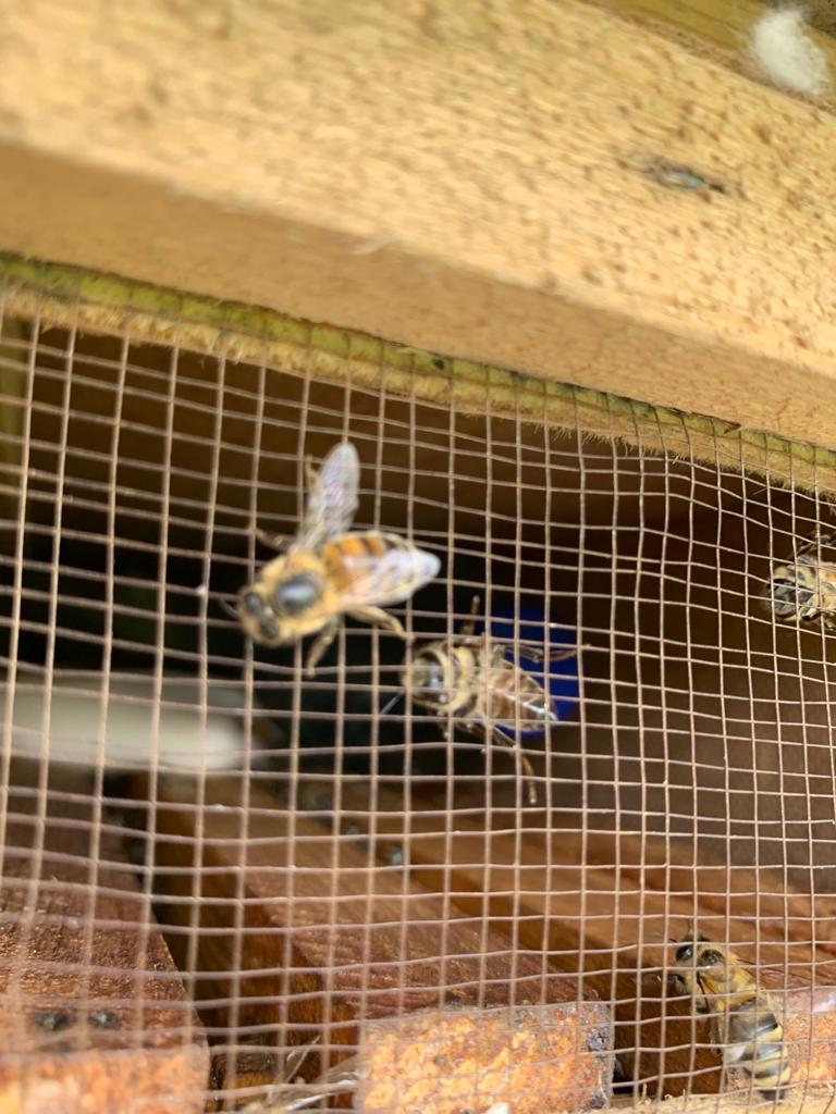 Пчеловодное хозяйство Кубани