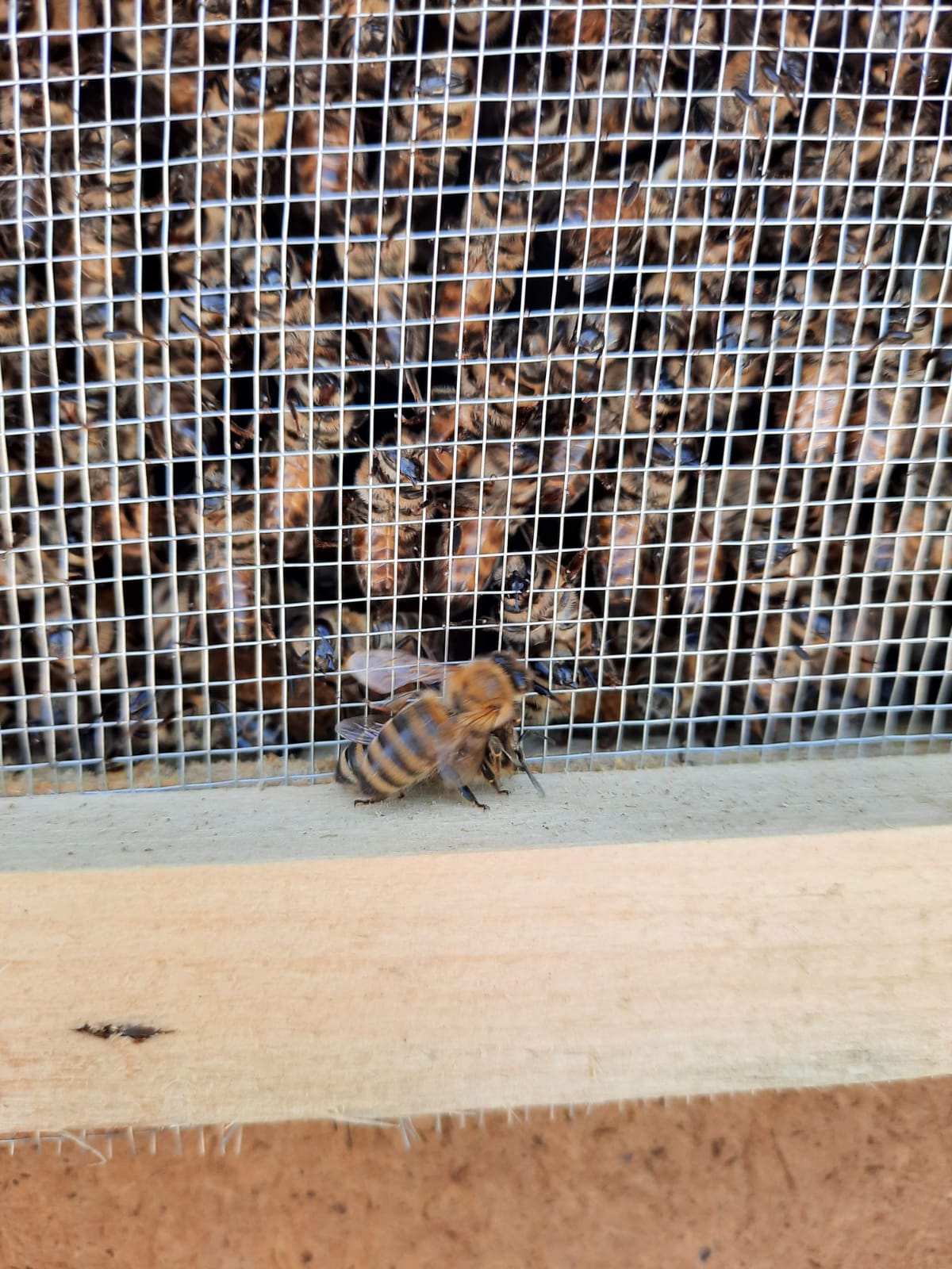 Пчеловодное хозяйство Кубани